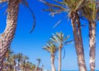 tunezja palmy